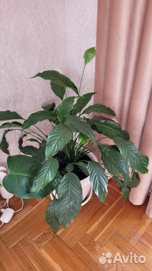 Спатифиллум