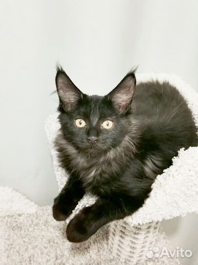 В продаже котята породы Мейн-кун