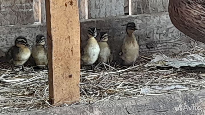 Утки дикие кряква