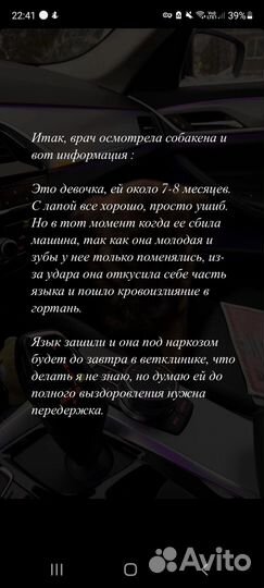 Щенок ищет дом