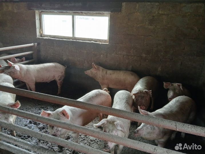 Продам поросят