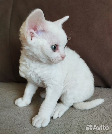 Котята девон-рекс девочки
