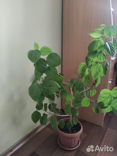 Гибискус китайская роза