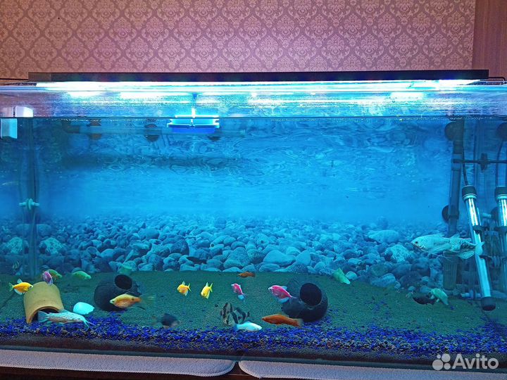 Аквариум
