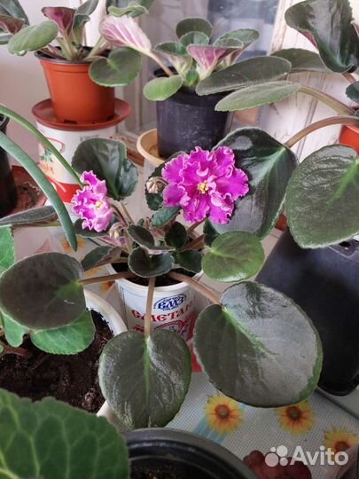 Глоксиния в горшке