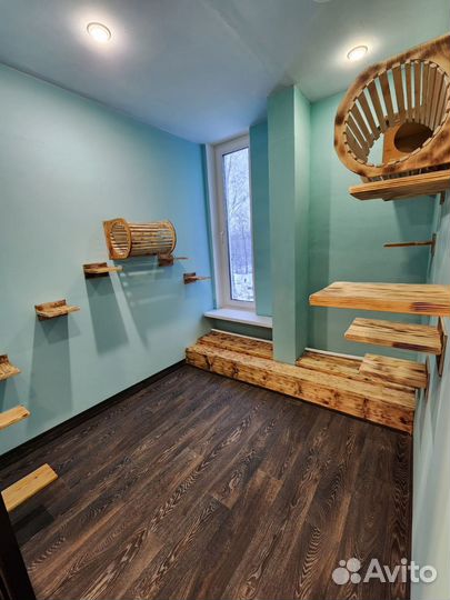 Зоогостиница для кошек. Передержка