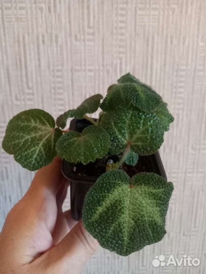 Бегонии детки