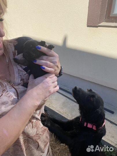 Собака в добрые руки щеноки