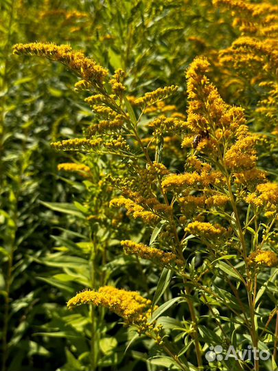 Продам мёд, рамки с мёдом, мёд в сотах