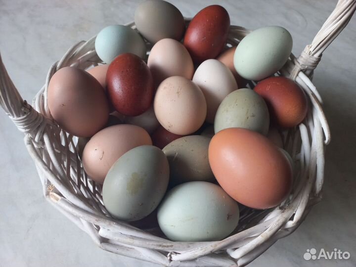 Домашние куриные яйца