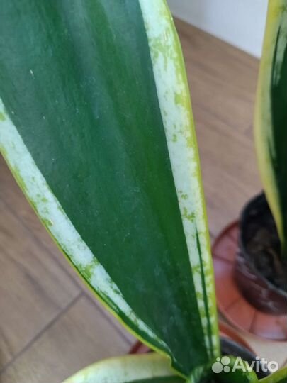 Сансевиерия Блек Голд