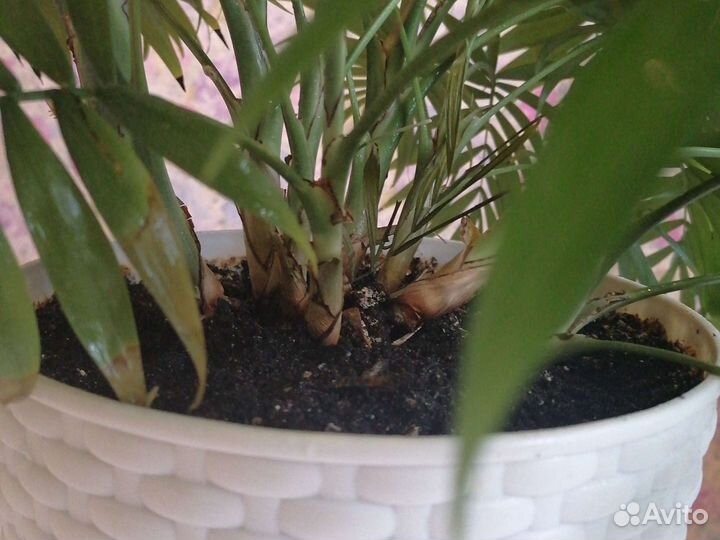 Пальма хамедорея