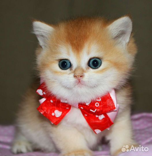 Британские золотые и серебристые шиншиллы