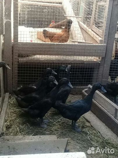 Утки Индийский бегунок