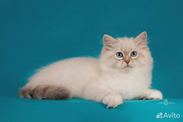 Котята для Вас