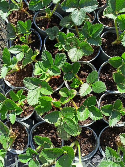 Клубника Верона в наличии