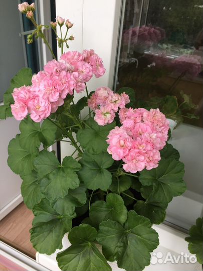 Пеларгония герань Miss Rose укорененный черенок