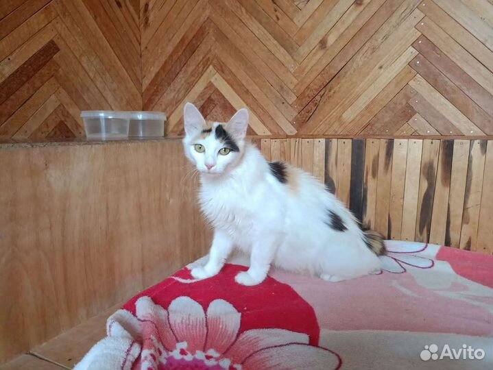 Кошки в добрые руки