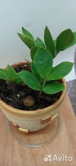 Замиокулькас