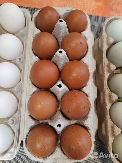 Инкубационные яйца и цыплята