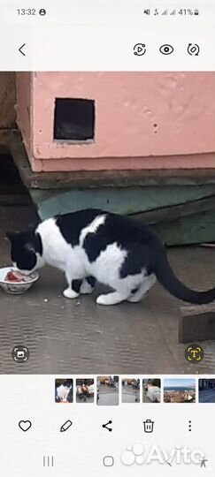 Котик Васька ищет дом