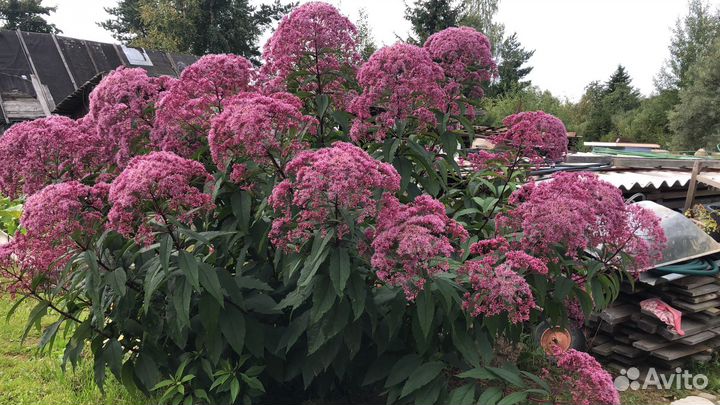 Посконник.Маргаритки,Купена,Монарда,многолетние