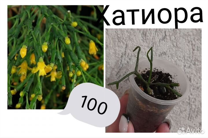 Комнатные цветы