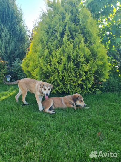 Собака в дар щенки