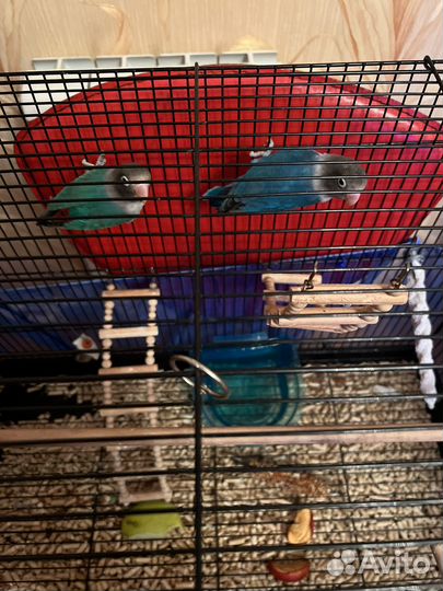 Попугай неразлучники