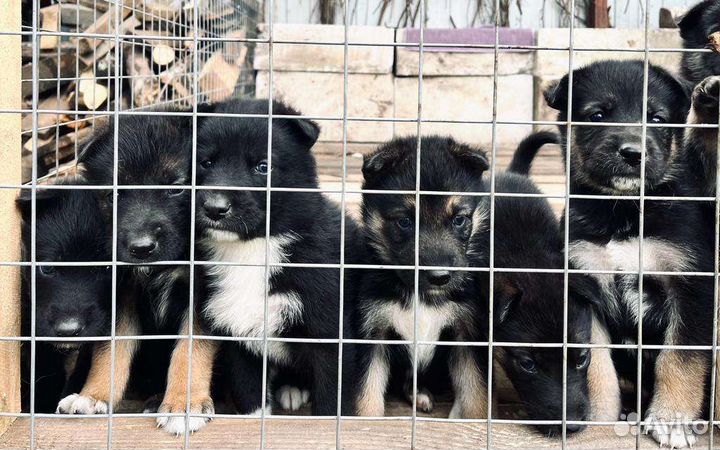 Щенок в добрые руки бесплатно