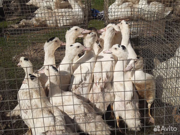 Куры несушки доминант,бройлер, индюки