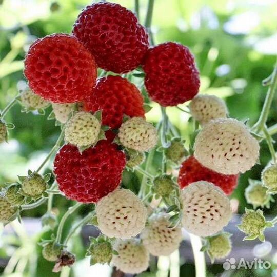 Клубника-малина Фрамбери саженцы