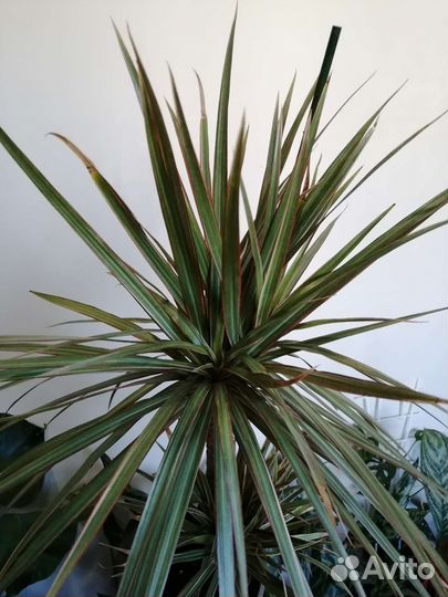 Драцена биколор