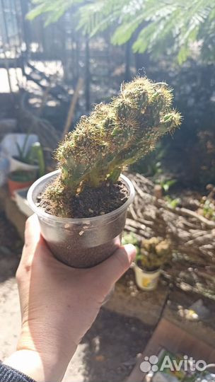 Кактусы и суккуленты