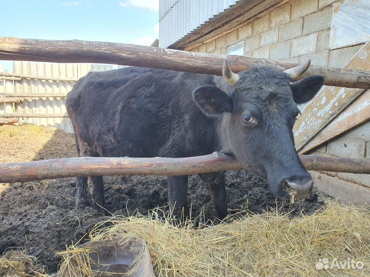 Коровы и телята