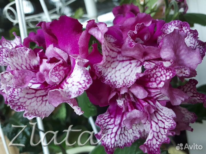 Стрептокарпусы Dimetris