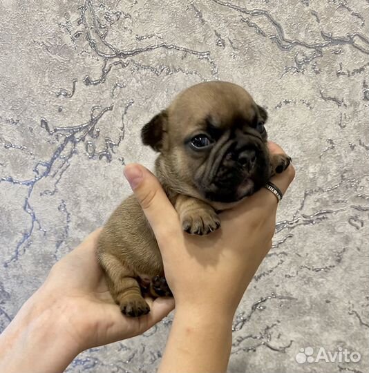 Французики