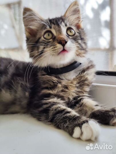 Котенок