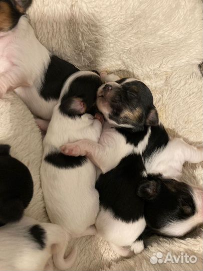 Щеночки мальчики Бивер Йоркширского терьера