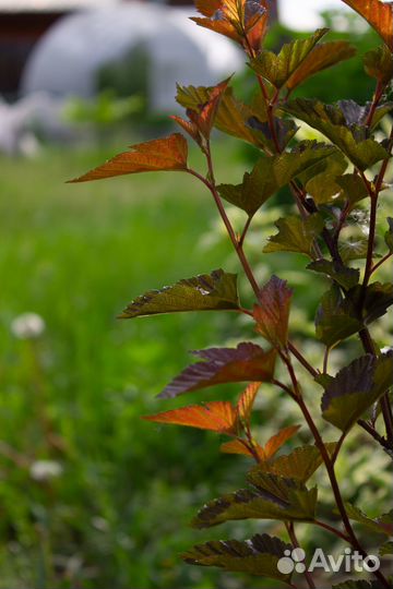 Зеркальный фотоаппарат canon 1100d