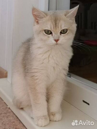 Британские котята