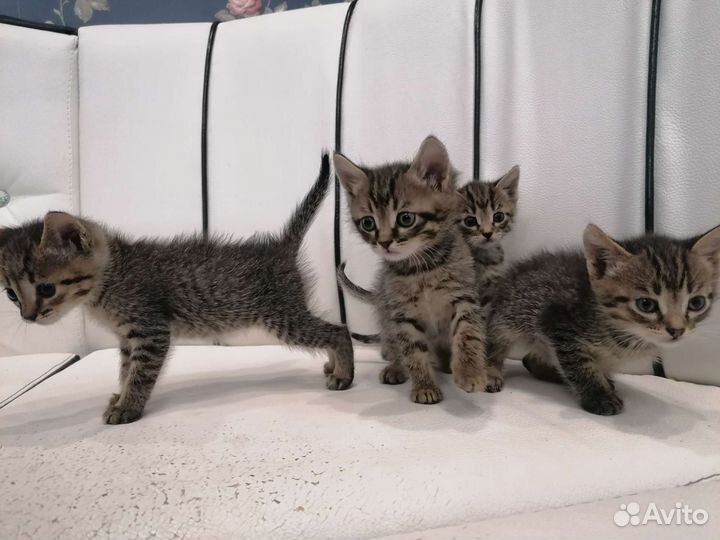 Котята в добрые руки бесплатно