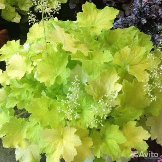 Гейхеры, разные