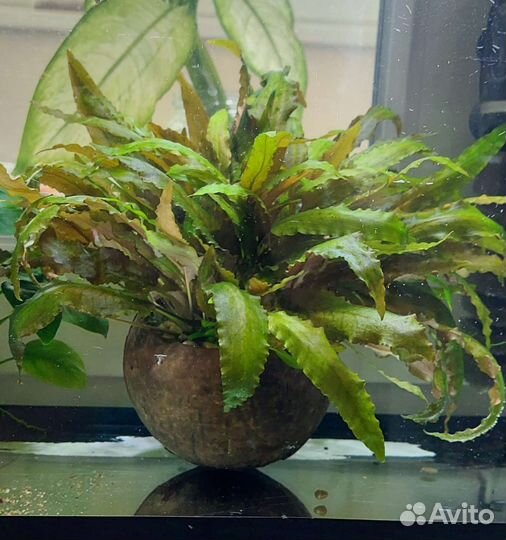 Криптокарина в кокосе, прополка хемиантус,мох