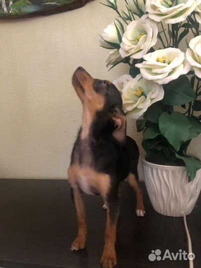 Мини той-терьер