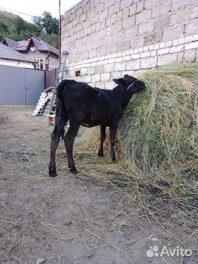 Телочка7месяев