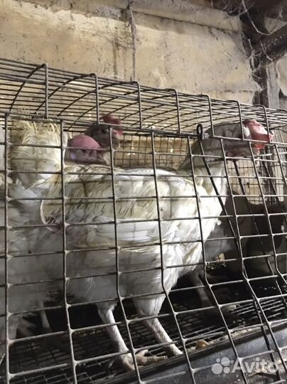 Куры несушки