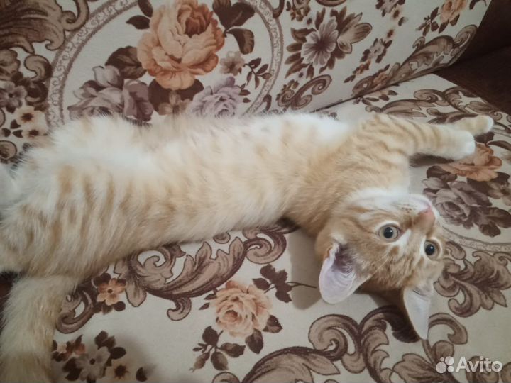 Отдам котенка