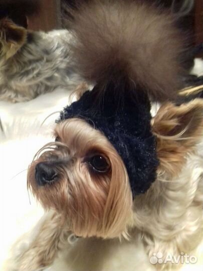 Шапка для собаки