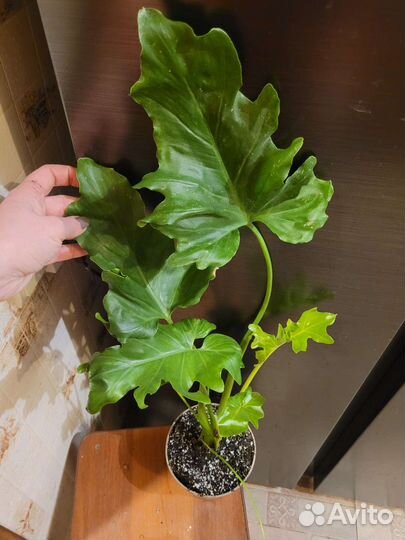 Филодендрон селло